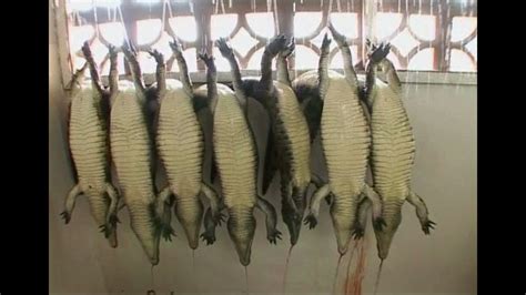 hermes kills alligator to make bags